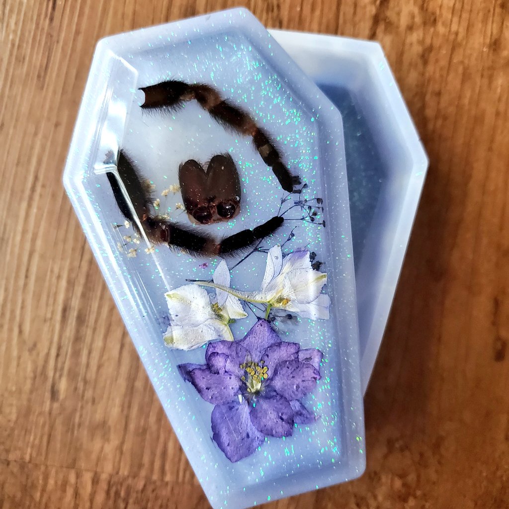 Tarantula fang and leg molt stash box