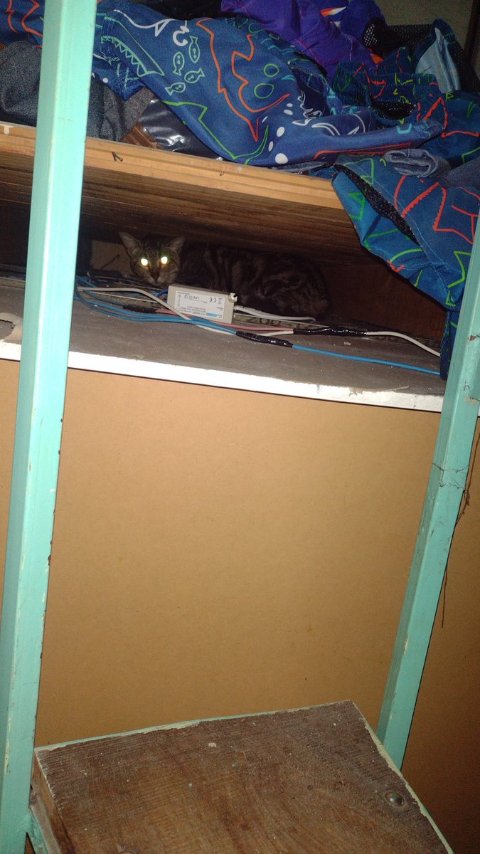 Buenas, hoy en mi local me encontré a este gato, gata asustad@, no pude sacarl@ de ahí desde que lo ví, se le veía asustado, se ve bien alimentado @VivirenRosario @TransitoRosOk 
#Rosario #Echesortu #Gato #Perdido