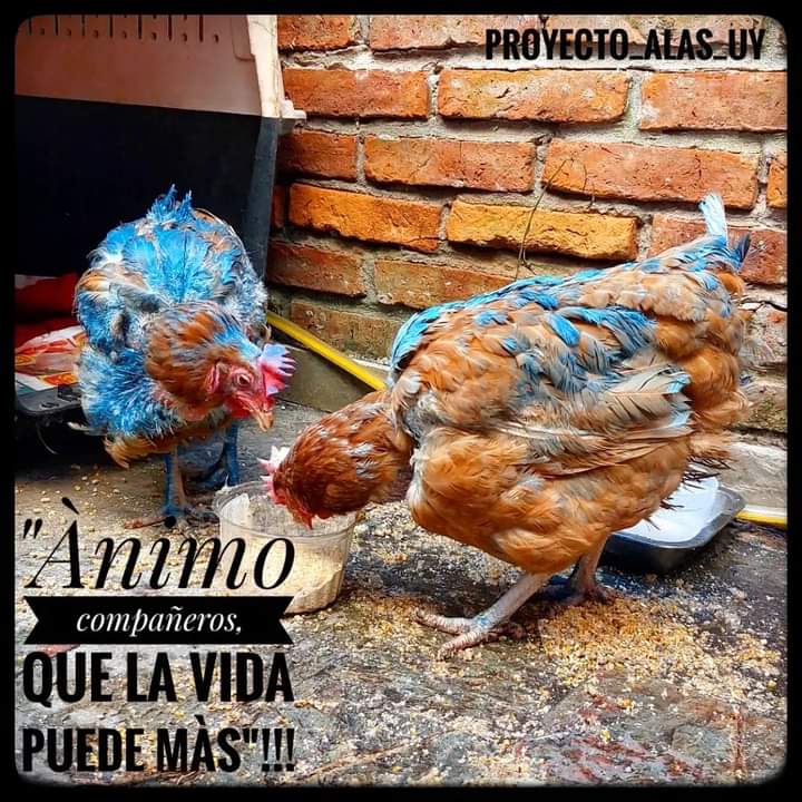 Memes De Las Gallinas Los Memes De Las Gallinas Decrépitas