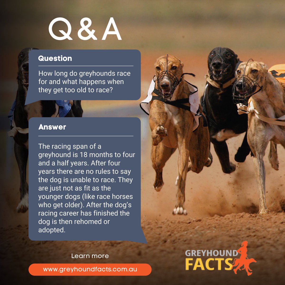 How long do greyhounds race for and what happens when they get too old to race?

Learn more: greyhoundfacts.com.au/questions-and-…

#greyhoundracingaustralia #GreyhoundFacts #GreyhoundRacing