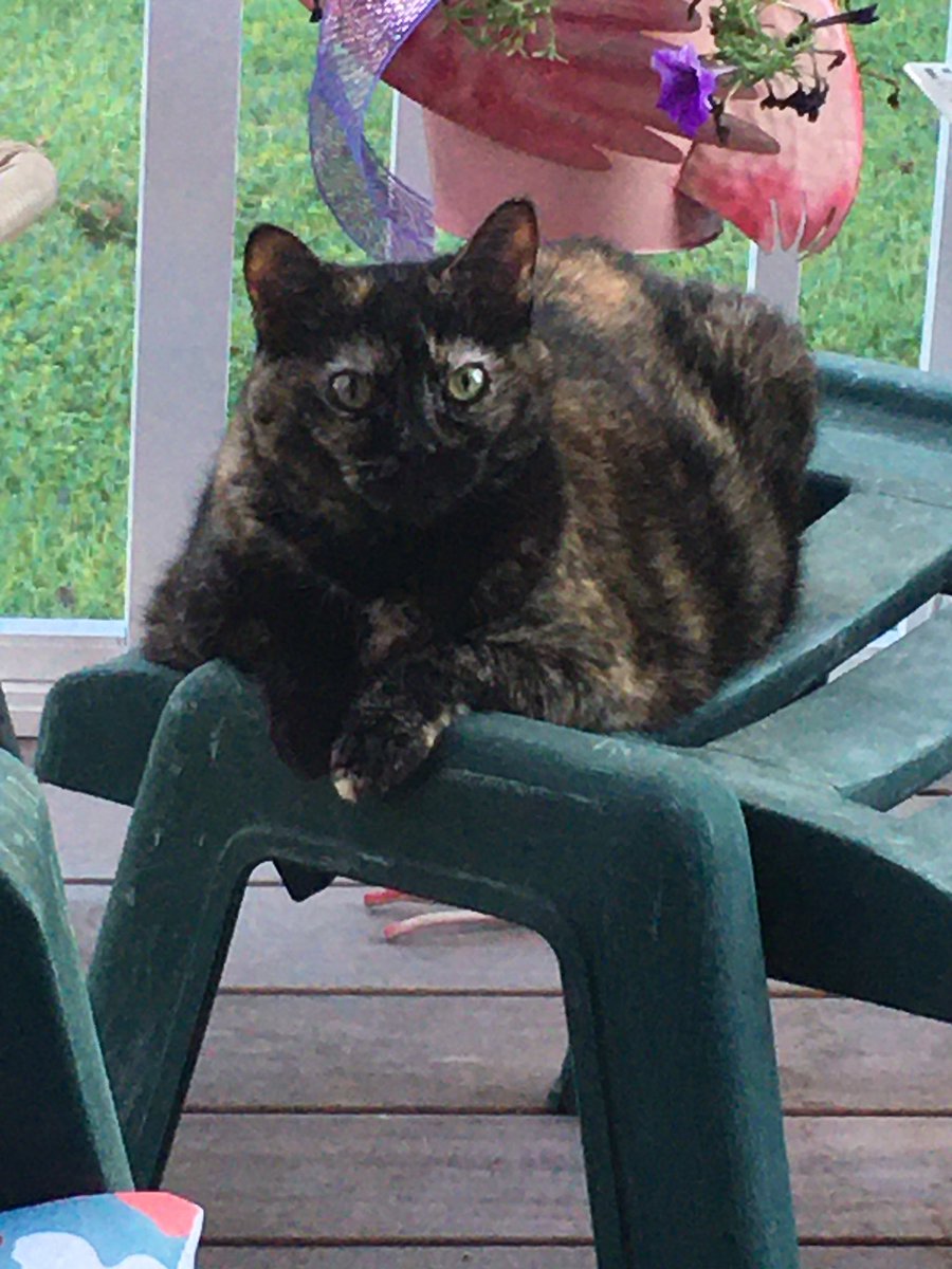 PhilBaity's tweet image. Someone is celebrating Caturday a couple of days early.  #Caturday #Cats #TwoDaysToGo