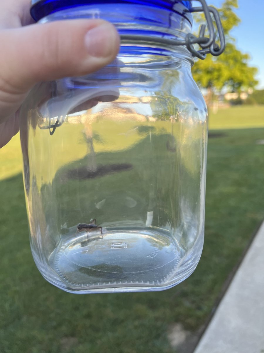 MrsEParkhurst's tweet photo. We had an unexpected start to our day! A little cricket decided to join our community circle in the classroom. He was safely captured and released into the field behind school 🦗 https://t.co/X5wSkx37IG