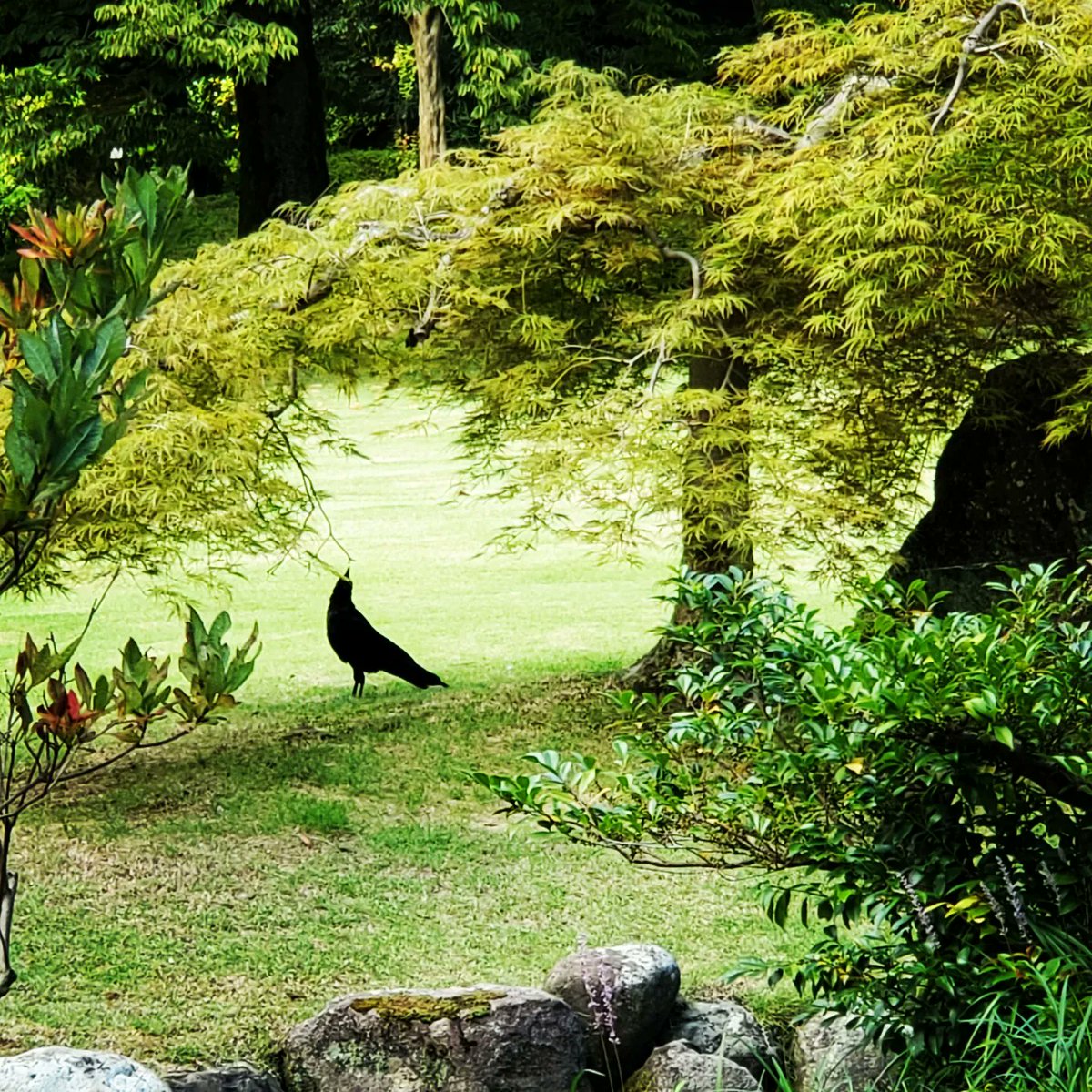 HALzzhang's tweet photo. 実に120年ぶりの猛暑37.8℃の中、訪れた #兼六園。どこを切り取っても美しい!#時雨亭 で最高に美味しい #お抹茶 を頂いた後、#金沢城 を見ながら #金箔抹茶ソフトクリーム 茹で上がりそうだった頭に涼が戻る。美味しい!夏の終わりも味わう❤️ #COCOROCO #HALzzhang https://t.co/Wtqq9gfQhv