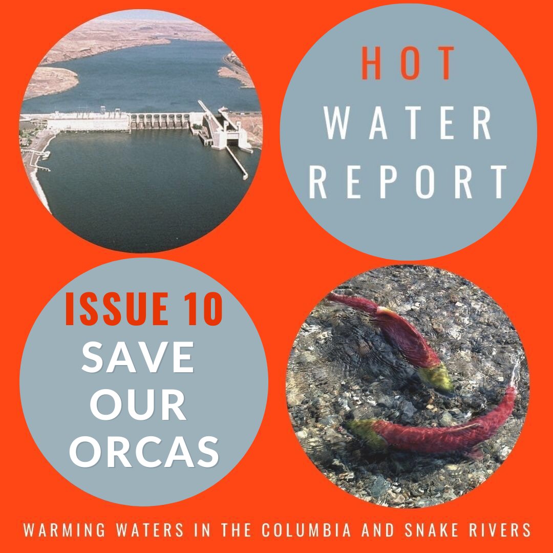 savewildsalmon's tweet photo. This week’s Hot Water Report features an incredible interview with Dr. Deborah Giles – one of the world’s leading experts on #Orcas and the Science and Research Director at @wildorcaorg! Check out the full interview here: https://t.co/2zyNOeqqZb #SaveOrcas https://t.co/MI7XOAZk5u