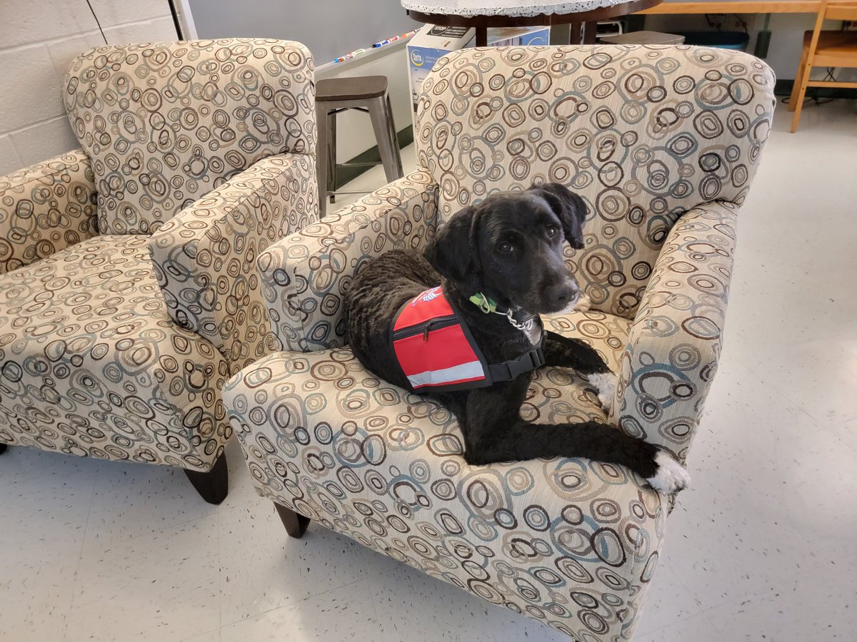 Cooper's first day on the job <a href="/MNEStheBest/">Minnieville Elementary</a> 💚💛
He is an awesome part of our mental health team ❤️ The students are in love 😍 #PWCSCounseling <a href="/PWCSNews/">PWCS</a> #TherapyDog #LotsOfTraining #LotsOfLove