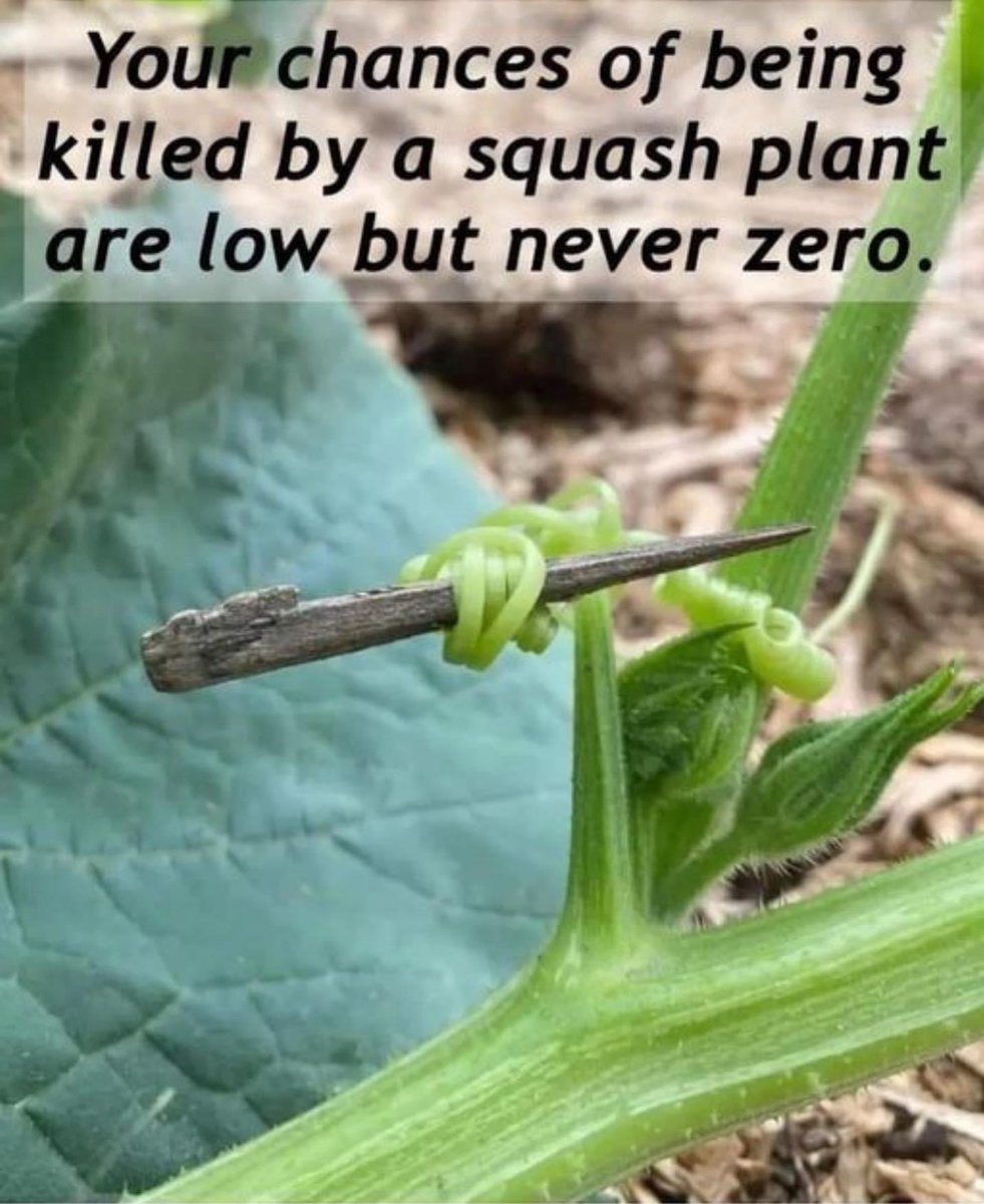 (( makes OOC post on Account that hasn’t had IC content in months just for this ))

Someone’s been taking pictures of Runa’s gardening attempts.