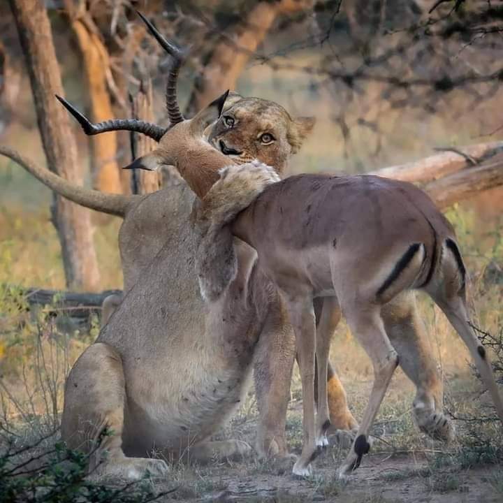 moheb_abdallah's tweet photo. انها الحياه وهي تقبلني https://t.co/bbFZbUXdZp