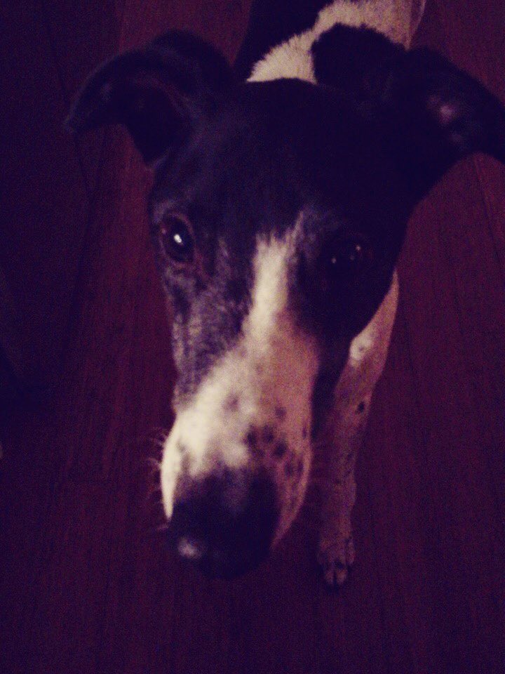 vmartincam's tweet photo. Today I lost this guy. He’s been by my side for many years.

RIP old chap. https://t.co/tUOgThWr66