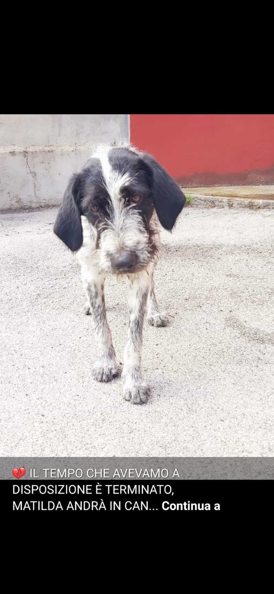 GabriellaBargh1's tweet photo. POVERA PICCOLA COSA POTRÀ 
DURARE IN CANILE? SI XKE' MATILDA
ENTRERA' IN UN BOX LO STALLO 
È FINITO E CON LUI FINIRÀ QUEL POCO D'AMORE RICEVEVA DAI BRAVI
VOLONTARI FINIRÀ LA LIBERTÀ MA
AVRÀ TANTA TRISTEZZA A FARLE 
COMPAGNIA. RTRT MATILDA LI MERITA. 
INFO 3358210188
🙏😭🐾🍀💔🐞 https://t.co/oBqgOlT0X7
