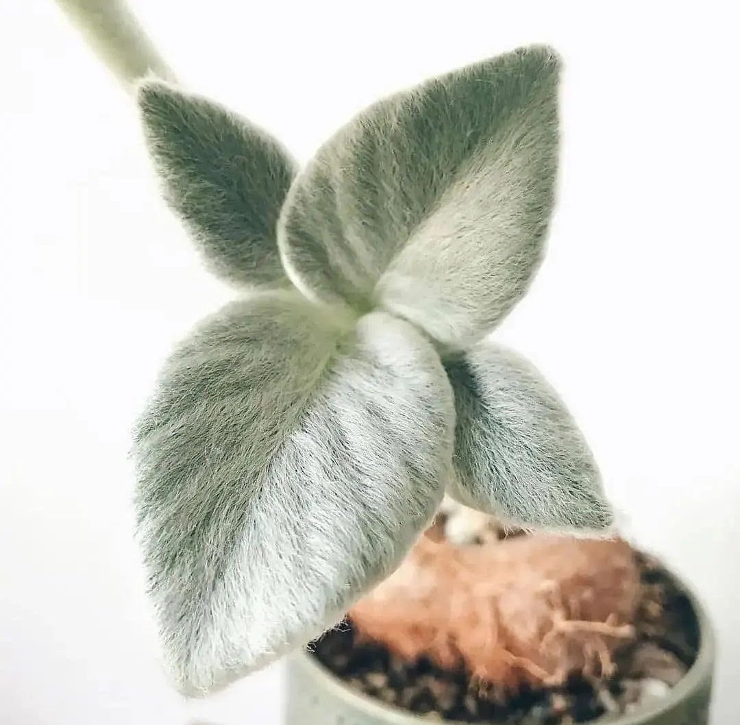 The fuzziest plant I've ever seen 🌿