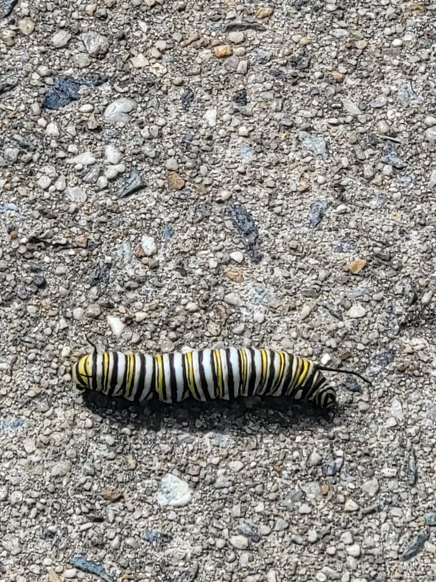 Hoffman-Boston STEM tweet media