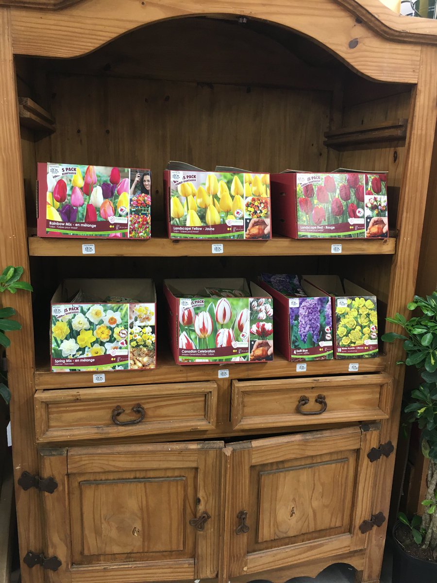 LakelandPlants's tweet photo. Our first shipment of bulbs has arrived, more to come next week. 
Our beautiful, huge Fall Mums are on the cusp of blooming. https://t.co/Xi7LDM0z5T