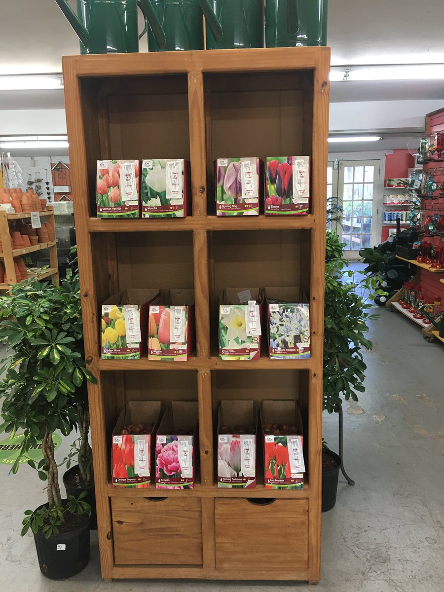 Our first shipment of bulbs has arrived, more to come next week. 
Our beautiful, huge Fall Mums are on the cusp of blooming.