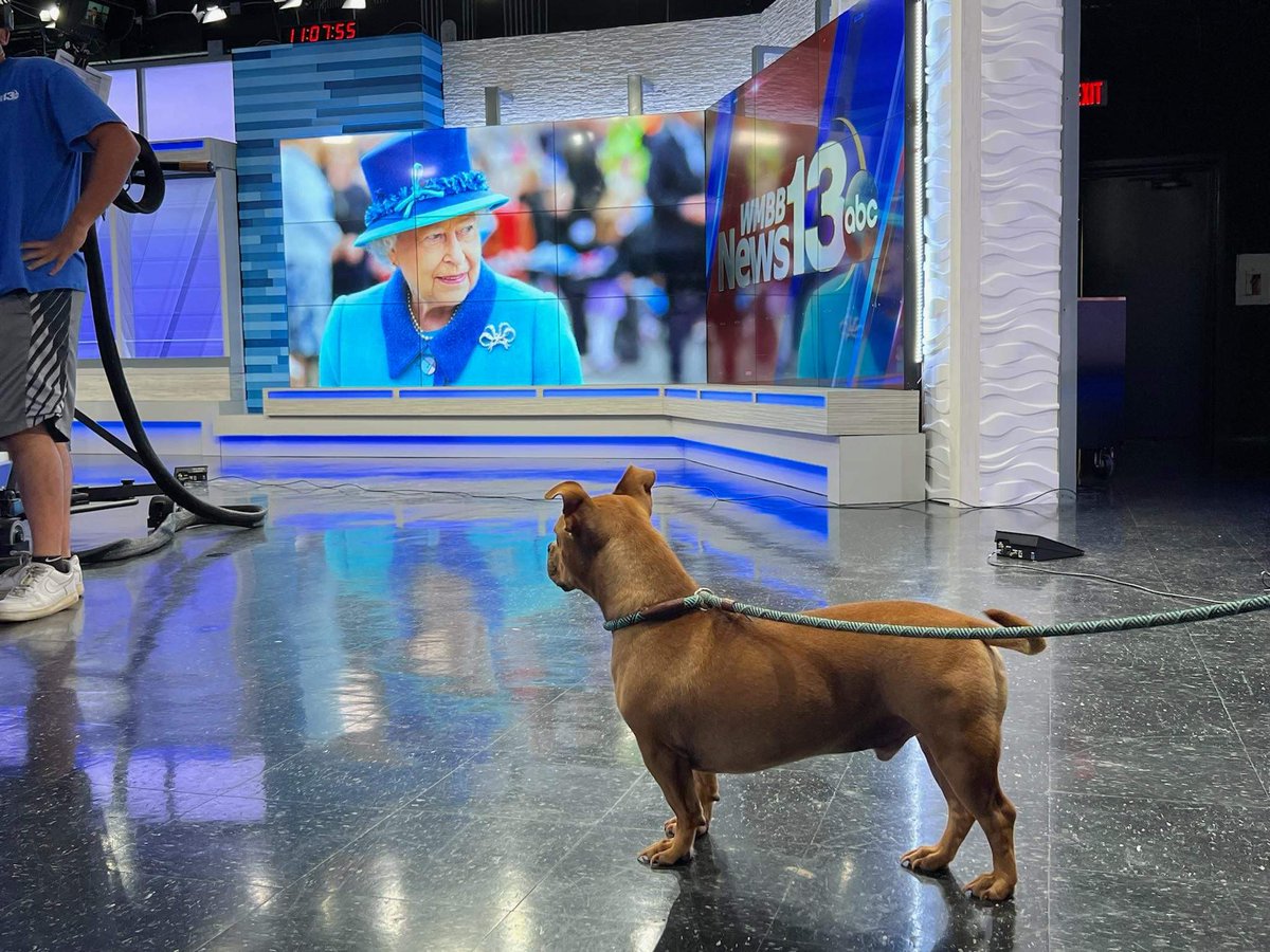 MyBayCountyFL's tweet photo. We are saddened to hear about the passing of Queen Elizabeth. 👸 

Bully was in the WMBB studio for his #AdoptionOption segment today as the news was breaking. 

He's available at Bay County Animal Control. Call 850-767-3333 for more info. https://t.co/AsegsKQYzx