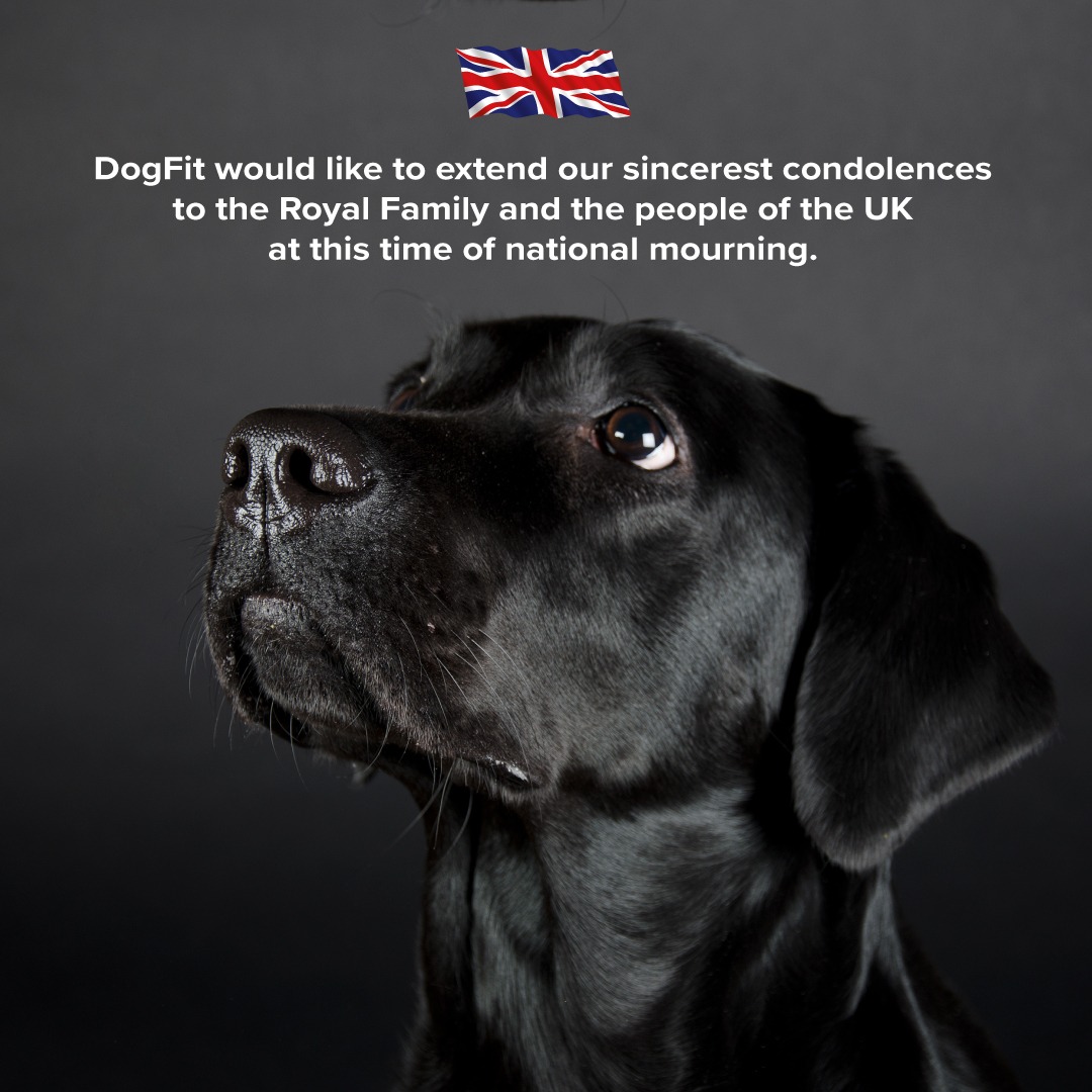 DogFit (@dogfituk) on Twitter photo 