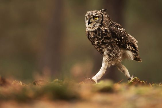 you have bewitched me body and soul, and I love, I love, I love you