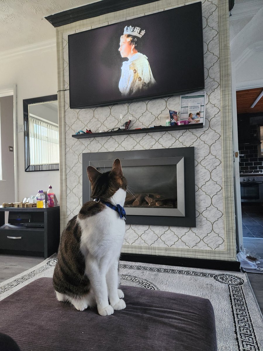 theImranMulla's tweet photo. My cat simba im Prretty sure understands whats going on. He wanted to sit and watch the news about the UKs greatest monarch passing away. RIP ma'am  #QueenElizabethII #QueenElizabeth https://t.co/Nvz58KLou4