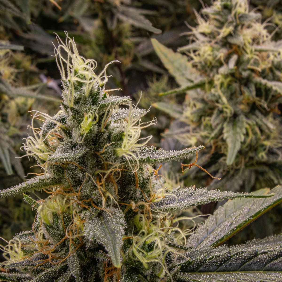 Look inside this batch of Cold Creek Kush, featuring tons of sticky, shiny trichomes. Did you know these ""crystals"" are tiny appendages that grow on plants in a sort of mushroom-looking shape?

#Vertical #ElevateYourExperience #ColdCreekKush #Trichomes #Education