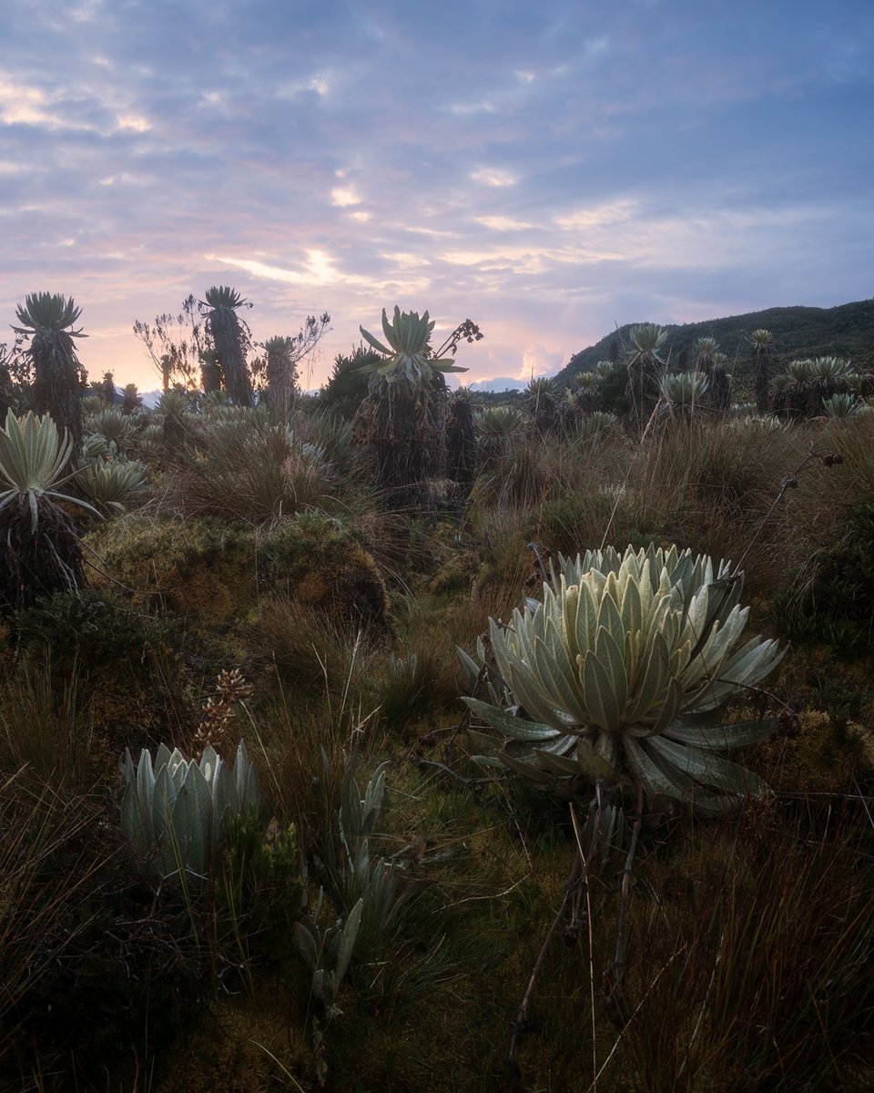 BerrioJE's tweet photo. Luz y vida.
Un momento bonito donde el frailejon se llena con los rayos del sol al amanercer.
#paramodelsol #urrao https://t.co/q9bt5VhuSI