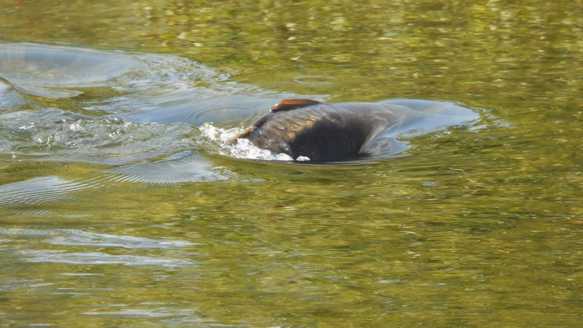 inja5248's tweet photo. π©het monster van de #Molenplas #MiddenLimburgπ
jeetje wat een krachtig geweld van zo'n joekel #brasem
wel apart om te zien π€
@Natuurmonument https://t.co/K21wIzRWCR
