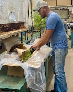 KSForestService's tweet photo. Conservation Tree Program staff has started packing and shipping trees from the fall sale.  If you are still needing trees for your fall planting, order now. Inventory is low and what's left won't last long! 
Order online: https://t.co/kVooH2lI82 
#planttrees #ConservationTrees https://t.co/Fx9BJRJWKw