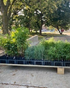 KSForestService's tweet photo. Conservation Tree Program staff has started packing and shipping trees from the fall sale.  If you are still needing trees for your fall planting, order now. Inventory is low and what's left won't last long! 
Order online: https://t.co/kVooH2lI82 
#planttrees #ConservationTrees https://t.co/Fx9BJRJWKw