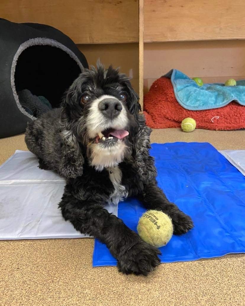 Please retweet to help Veggie find a home #PLYMOUTH  #UK
Been in the shelter 4 times since 2013 AND OVER A YEAR THIS TIME💔
Aged 10 Veggie suffers with separation anxiety. He can live with children aged 13+ as the only pet 
DETAILS👇
gablesfarm.org.uk/dog-of-the-mon…………
 #DogsofTwittter