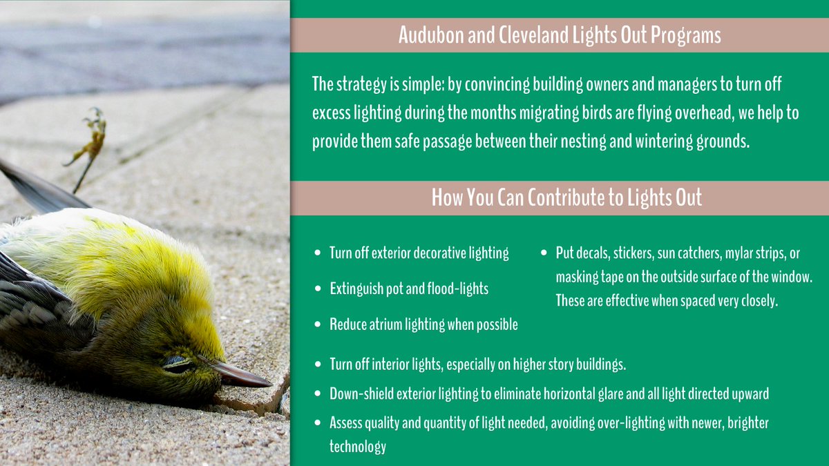 Fall is near and birds are getting ready for migration! Learn more about the Lights out Program and how you can help at home:

audubon.org/lights-out-pro…

ohiolightsout.org/cities/lights-…

Why Birds Hit Windows:
allaboutbirds.org/news/why-birds….