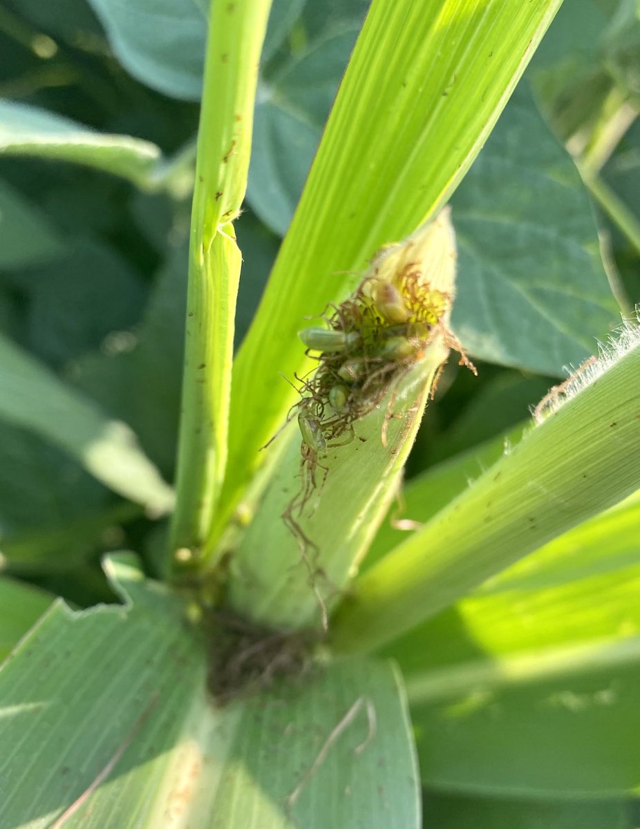 Clyde Tiffany tweet media