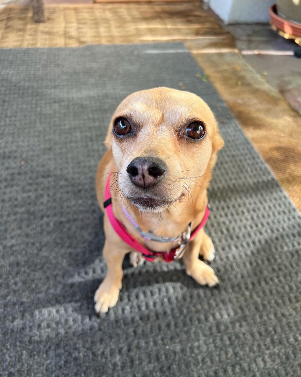 BetsyGullyMax's tweet photo. Yesterday I found out my little girl Betsy has cancer and has not long. Just making her comfortable at home. Needless to say I love her like I’ve never felt.
She’s my first pet and this is so difficult. I am at a loss and I’m walking around like a zombie.
#dogswithcancer #zshq https://t.co/4lFOCHUw1B