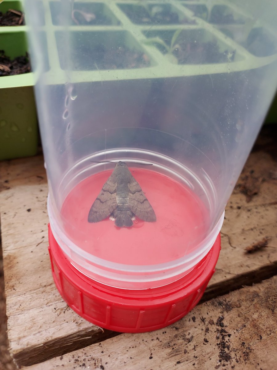 Colindale Community Garden tweet media