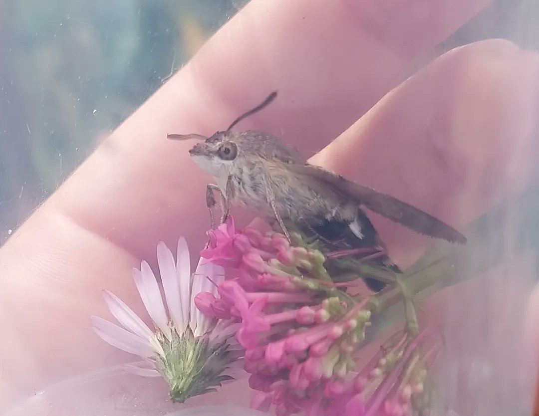 Colindale Community Garden tweet media