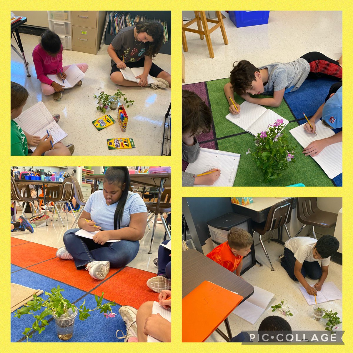 Science Question:  Can 5th graders keep plants alive without soil??  Let’s investigate!  <a href="/RUSBLVD/">Russell Boulevard</a> @CPSScience