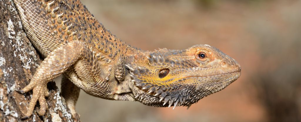 CaraSantaMaria's tweet photo. You don't actually have a 'lizard brain', evolutionary study reveals. 🧠 

#Evolution #HumanBrain #HumanEvolution #ReptileBrain #HumanBiology #TriuneBrain

https://t.co/xXlFPhdXs9 via @ScienceAlert https://t.co/q618fjQrSq