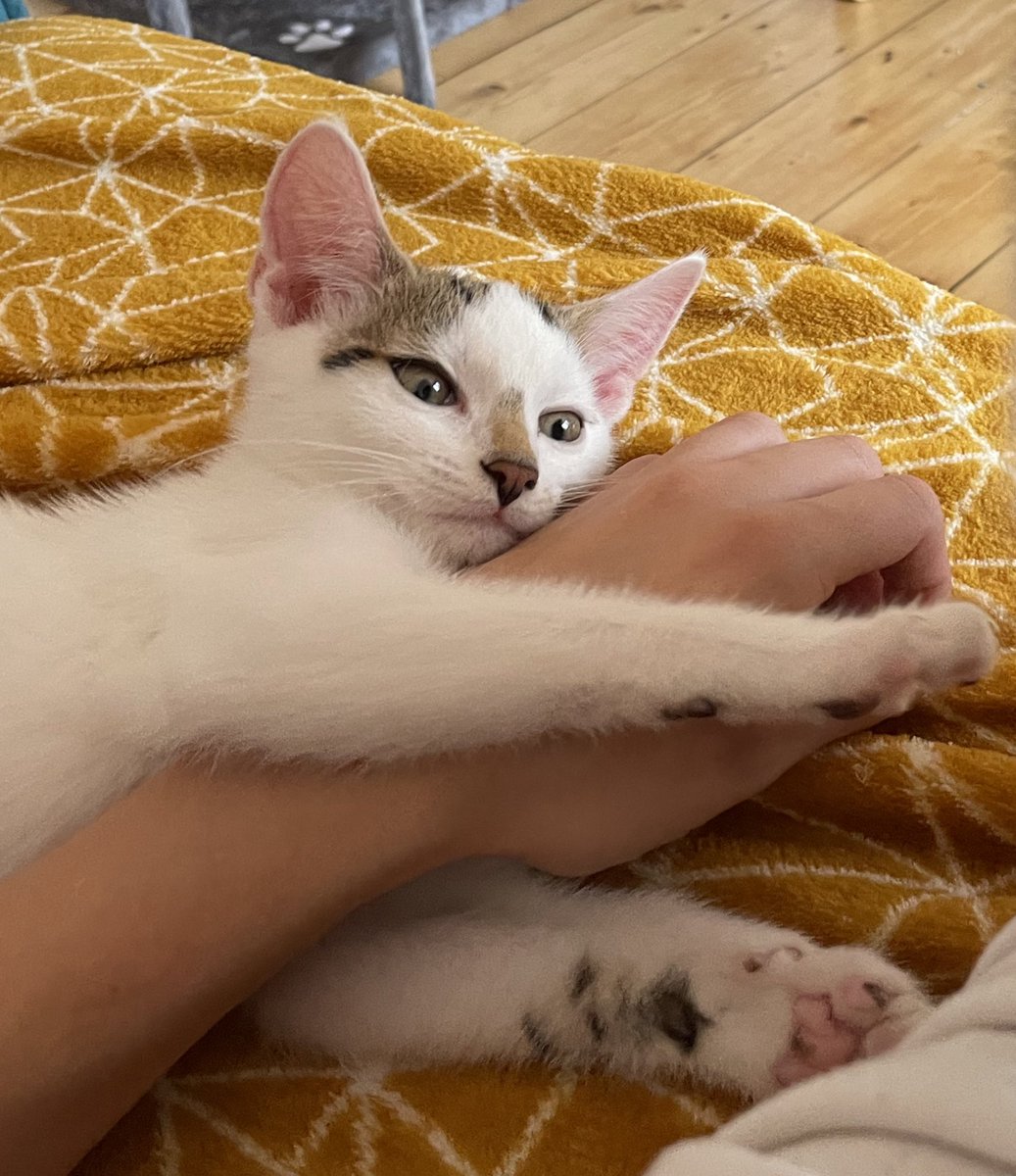 mia p 🏴󠁧󠁢󠁷󠁬󠁳󠁿 tweet media