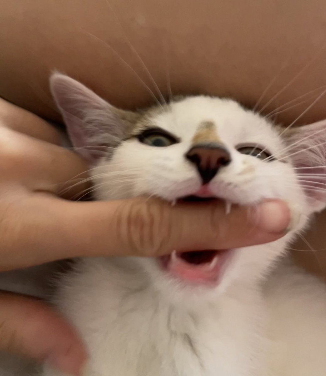 mia p 🏴󠁧󠁢󠁷󠁬󠁳󠁿 tweet media