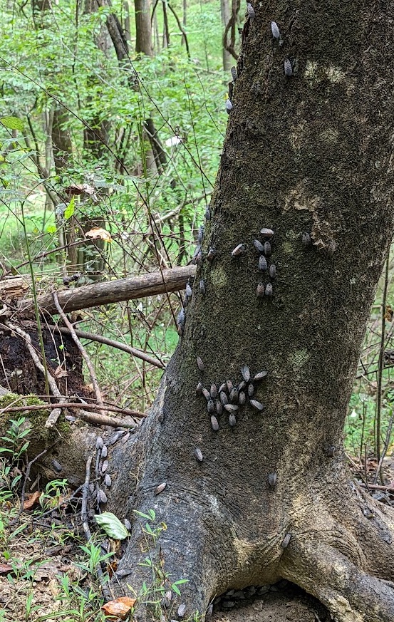 samanthasquared's tweet photo. @lumperslump If you want to go on a hike and stomp some more Gunpowder Falls State Park Sweet Air area has a ton on the boundary trail. Especially at 39°31'16.7"N 76°30'33.7"W
 https://t.co/GKnInkx1JH https://t.co/5mEjNzvhjh