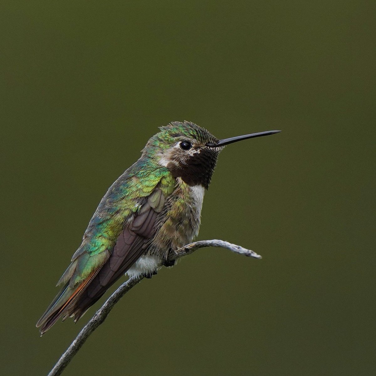 PittaTours's tweet photo. If this BROAD-TAILED HUMMINGBIRD would have just given a slight head turn we’d have gotten that beautiful gorget! #wyoming #birds #wyomingbirds #birdtours #hummingbird #broadtailedhummingbird https://t.co/BrGbECnN9t
