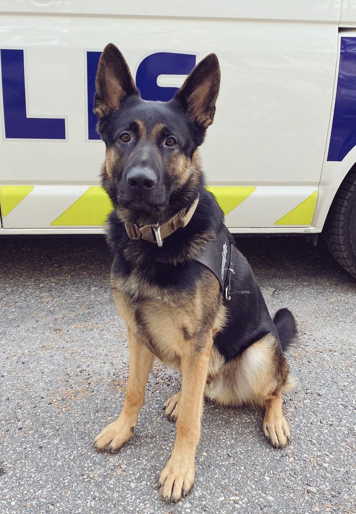 Poliisi_IU's tweet photo. #Porvoo'ssa puoliltapäivin kadonneen 87-vuotiaan etsimiseksi tarvittiin #poliisikoira Käryä. Peitteisestä maastosta makuultaan iltapäivän kuluessa < 2 km säteellä katoamispaikasta vainuttu henkilö oli vielä olosuhteisiin nähden kunnossa. #IUPoliisi #UAS https://t.co/CT0Y2z9cz0