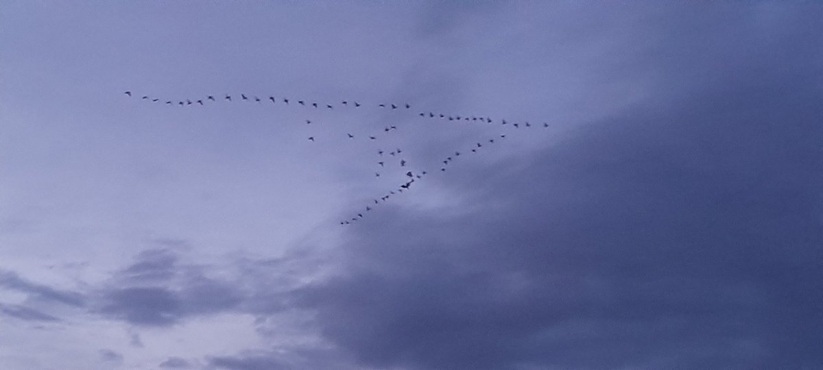 Geese flying over Askwith the other evening a fantastic sight. Wondering where they are heading?