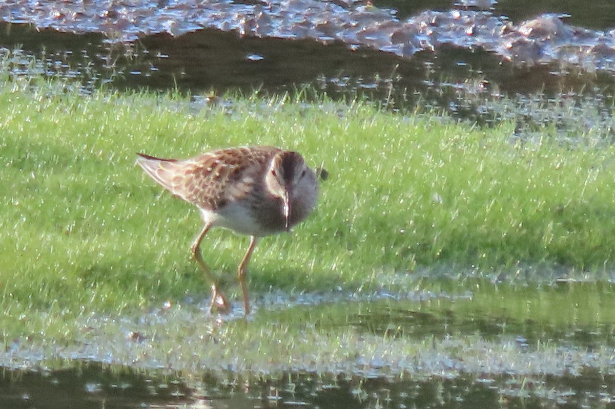 BaileyBirders's tweet photo. Lovely evening at Longstanton Lagoon. Pectoral sandpiper showed well @Laziobirder Wood sandpiper, ruff, garganey and a marsh harrier creating a flurry were among a strong supporting cast @CambsBirdClub https://t.co/ujkvqVIIs4
