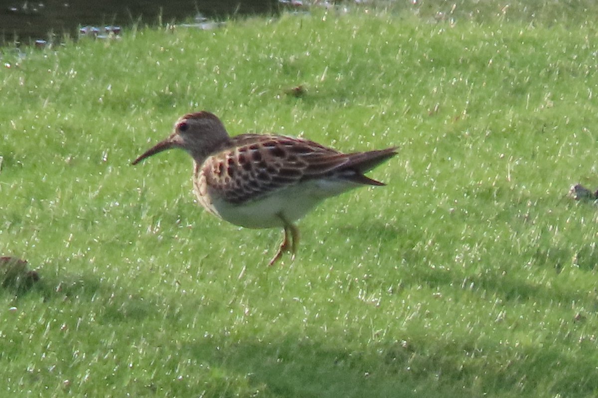 BaileyBirders's tweet photo. Lovely evening at Longstanton Lagoon. Pectoral sandpiper showed well @Laziobirder Wood sandpiper, ruff, garganey and a marsh harrier creating a flurry were among a strong supporting cast @CambsBirdClub https://t.co/ujkvqVIIs4