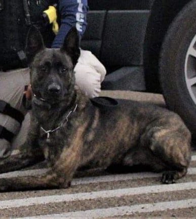 National Police Dog Foundation tweet media