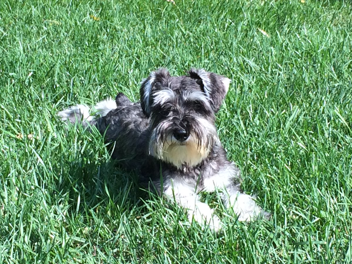 peppytechie's tweet photo. @QueenieandBlue My baby Daisy.  Now you know where LadyDaisy comes from! https://t.co/8NbNjtX9Zm