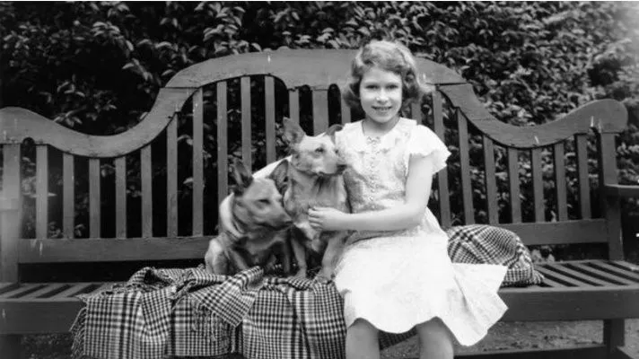DiloConPerritos's tweet photo. La reina Isabel II fue una gran amante de los perros, especialmente de los Corgi. A lo largo de su vida tuvo 30 animales de esta raza, la gran mayoría de ellos, fueron descendencia de su primer cachorra, llamada Susan, que le regalaron al cumplir 18 años. https://t.co/EdwgwYiK9e