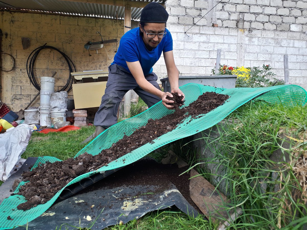 CompostEasy's tweet photo. Apurando la cosecha de humus viendo la cantidad de fabricas de fertilizantes que estan cerrando en el mundo y como eso amenaza nuestra seguridad alimentaria. #compost #composting #redworms #permacultura #easycompost https://t.co/WqNUktbT54