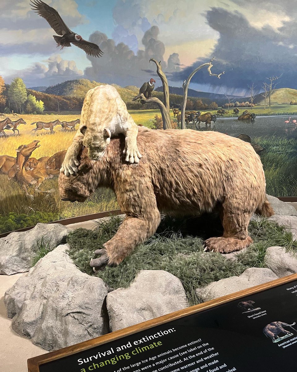 Freddygbaf's tweet photo. My God!!! This museum is my childhood and finally arrived. What a fun prehistoric museum. 

#tarpits #prehistoric #wollymammoth #museum #groundsloth #smiledon #sabertoothtiger #direwolf #iceage #bones #shortfacedbear https://t.co/tKdzkOyFQN