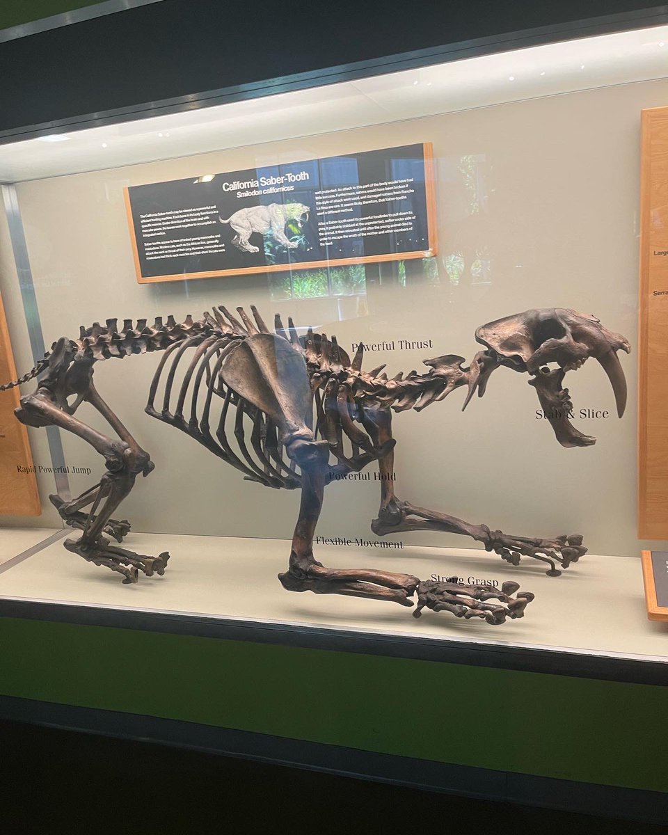 Freddygbaf's tweet photo. My God!!! This museum is my childhood and finally arrived. What a fun prehistoric museum. 

#tarpits #prehistoric #wollymammoth #museum #groundsloth #smiledon #sabertoothtiger #direwolf #iceage #bones #shortfacedbear https://t.co/tKdzkOyFQN