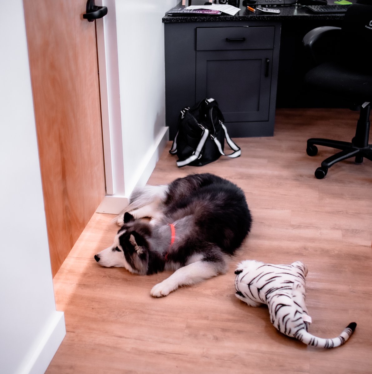fotogosaurus's tweet photo. campanions https://t.co/7n7uhR9UBV #VT #Vermont #NewEngland #pets #Companions #dogs #DogsOfTwitter #DogsOfTheWorld #DogOfTheDay #dolls #WhiteTiger #atTheOffice #together #pair #forever #ComfortAnimals #Comfort #AtTheVet #Sigma #Canon https://t.co/BCz7rJqBXM