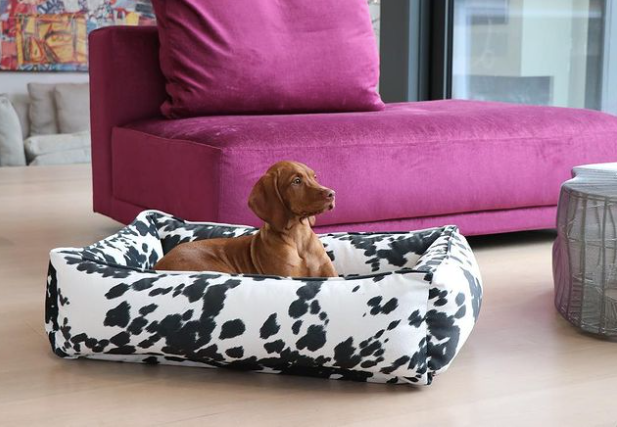 boulderbarks's tweet photo. Now this is what we call BEAUTY SLEEP! 💤🐕️
https://t.co/FDI5OhosRW
#sleeping #bedtime #fashion #sleepy #sleepwell #doglife #happydog #dogs #doglover #doglovers #dog #ilovemydog #dogbeds #colorado #bouldercolorado #naps #naptime #comfybeds #dogmom #spoileddog #boulderdogs https://t.co/jJFh5kzbaP